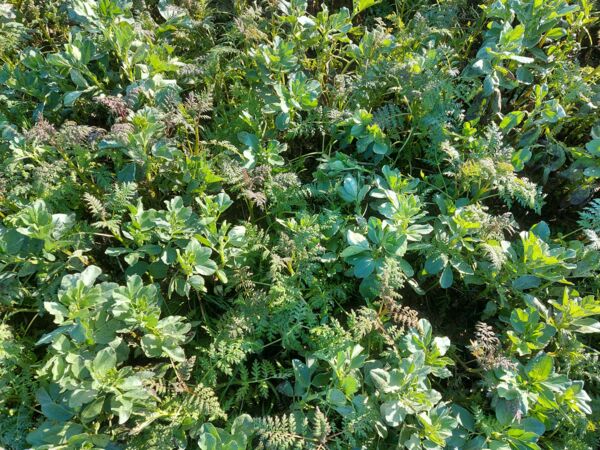 Féverole - Phacélie.jpg Féverole - Phacélie.jpg