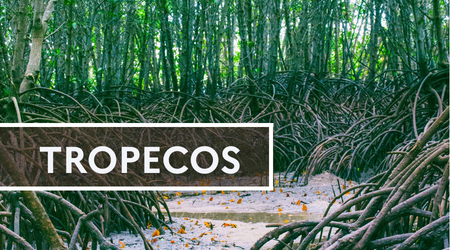 TROPECOS / Axe 1 TROPECOS / Axe 1