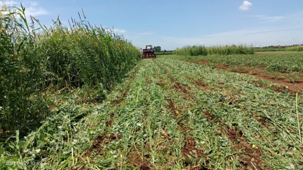 Agriculture Cambodge 1 Agriculture Cambodge 1